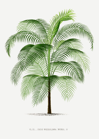 poster-print-xi-cocos-weddeliana