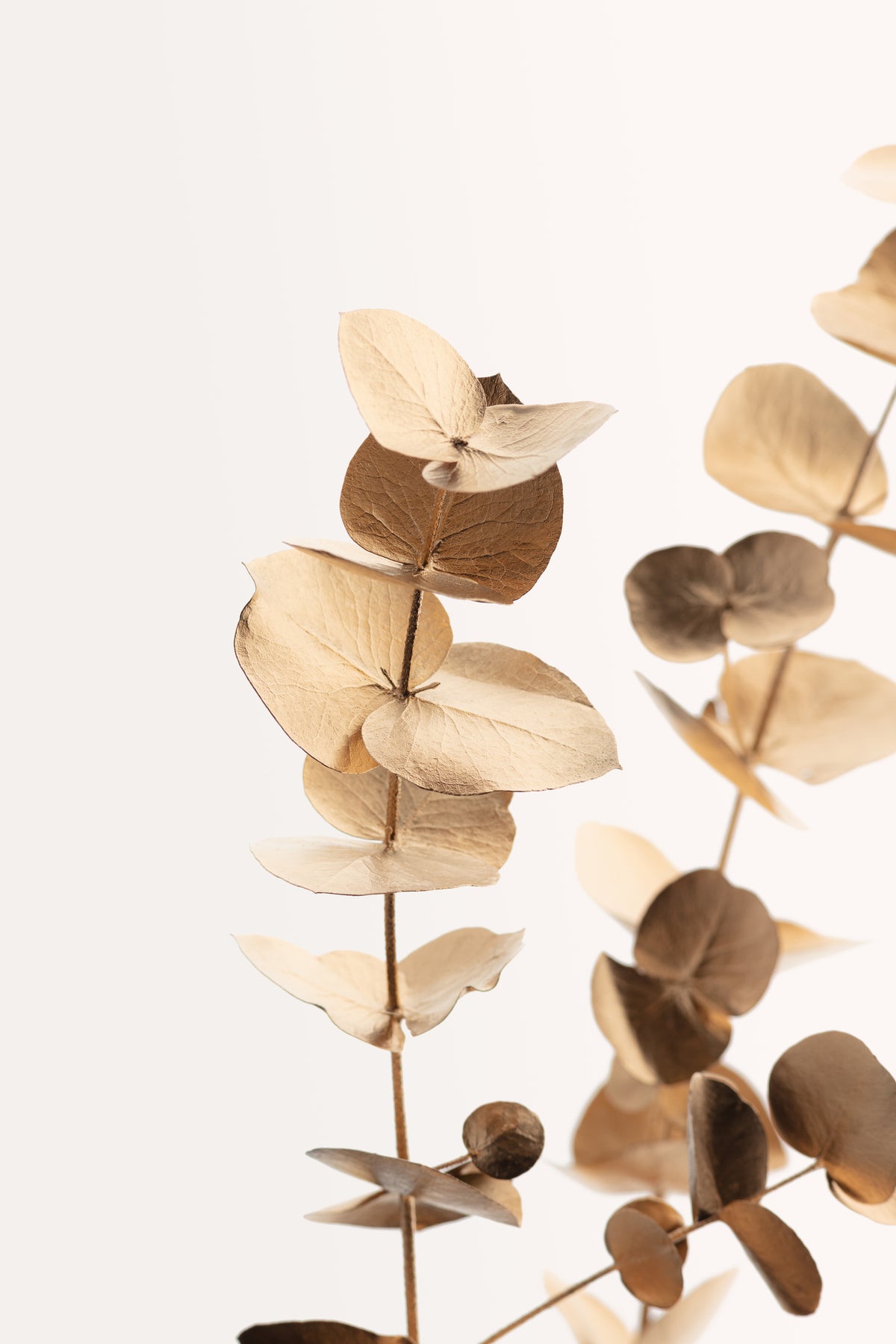 poster-print-eucalyptus-gold-no-01