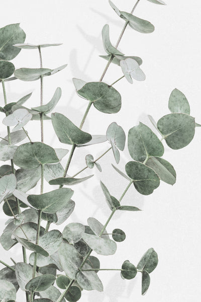poster-print-eucalyptus-003