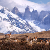 canvas-print-guanakos-in-patagonia-x