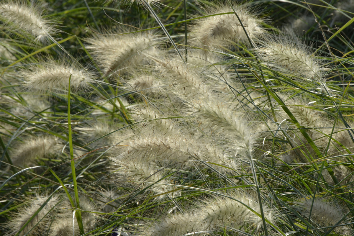acrylic-print-ornamental-grass-in-the-wind