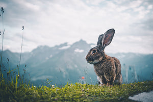 modern-3-piece-canvas-print-hare-on-a-mountain-in-the-alps