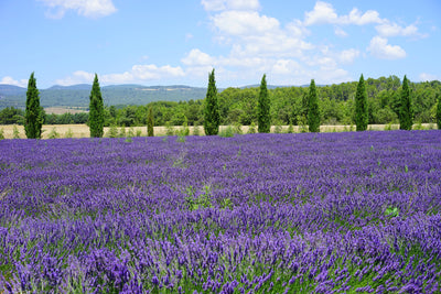 poster-print-magnificent-lavender-field