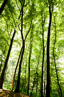 framedposter-print-forest