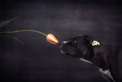 poster-print-first-approach-hildegard-and-the-tulip