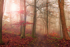 acrylic-print-forest-scene-x