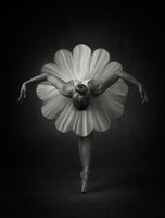 aluminium-print-floral-ballet