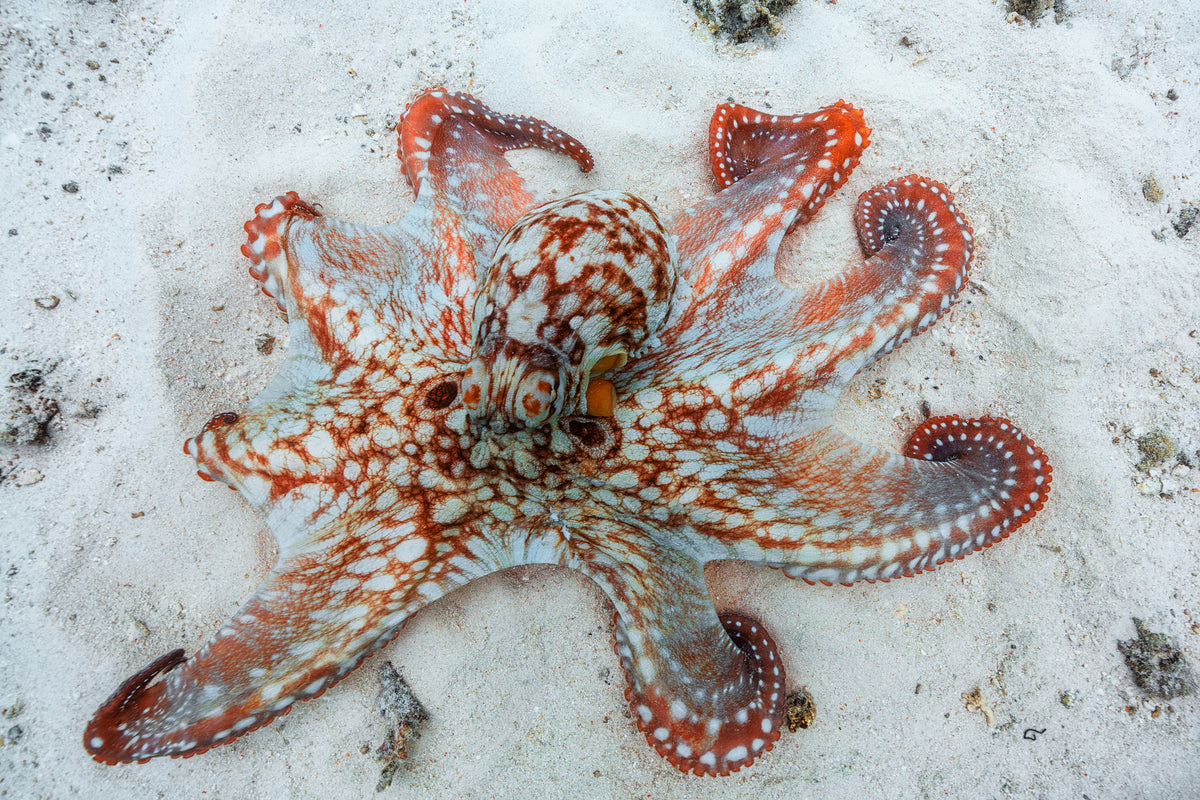 acrylic-print-octopus-a