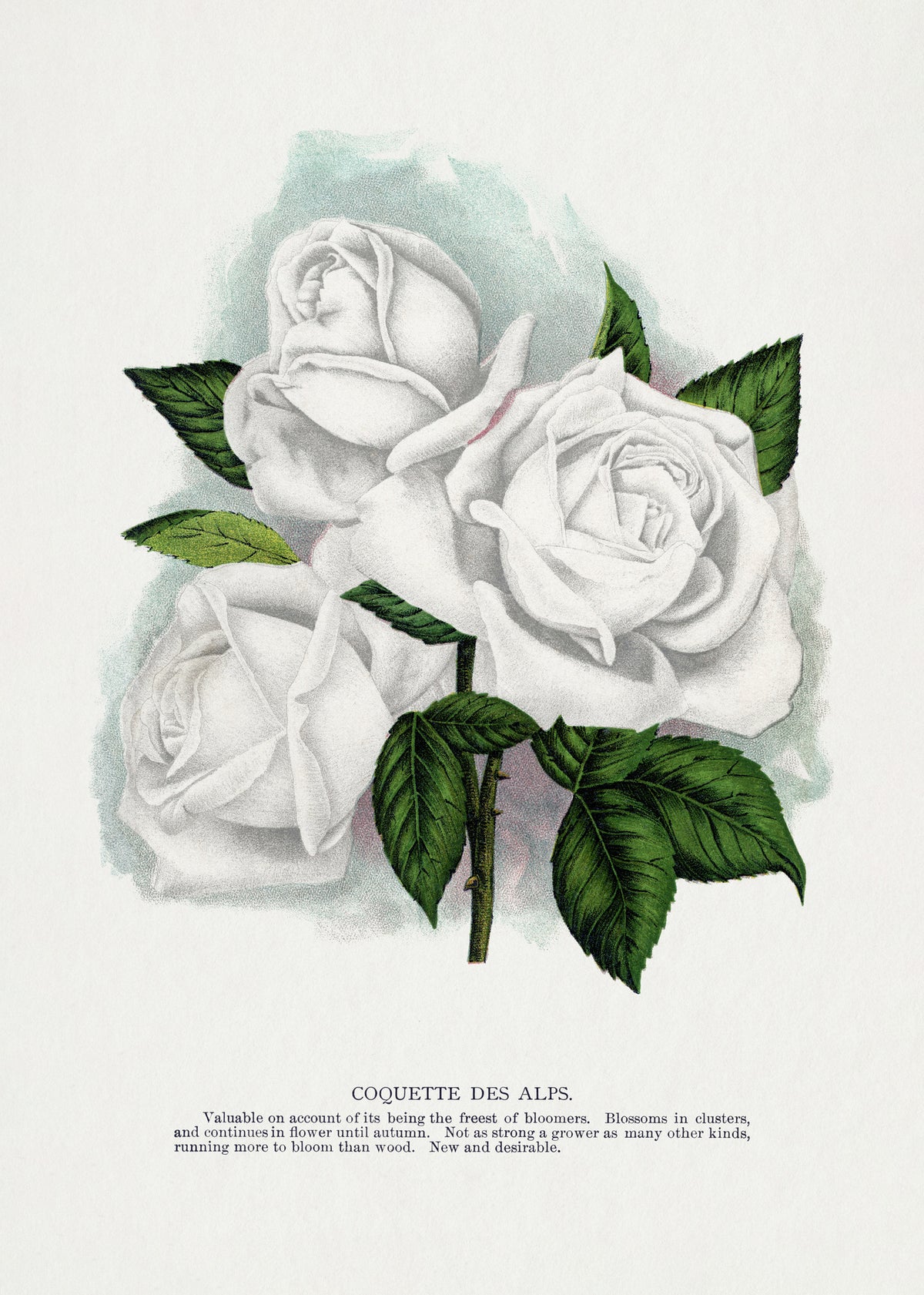 aluminium-print-white-rose-coquette-des-alps-lithograph