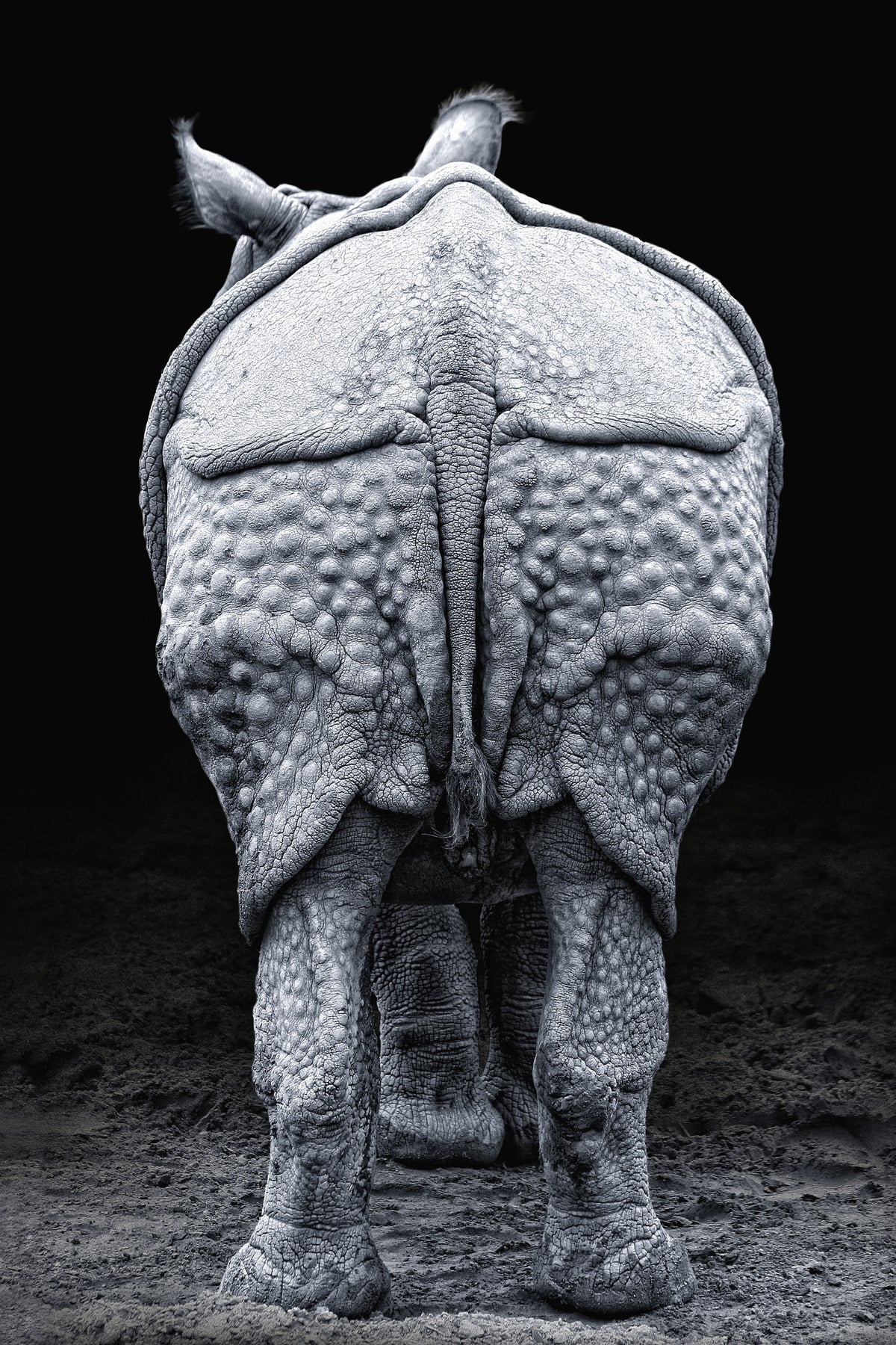 framedposter-print-rhino-buttocks