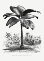 poster-print-vintage-palm-tree-drawing-iii