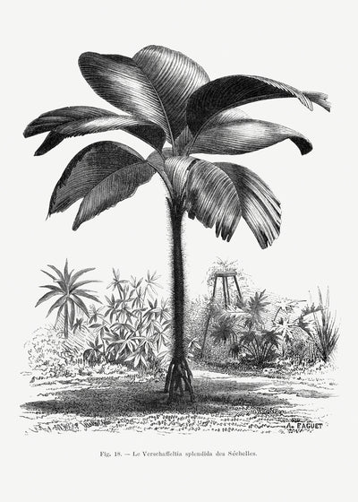 poster-print-vintage-palm-tree-drawing-iii