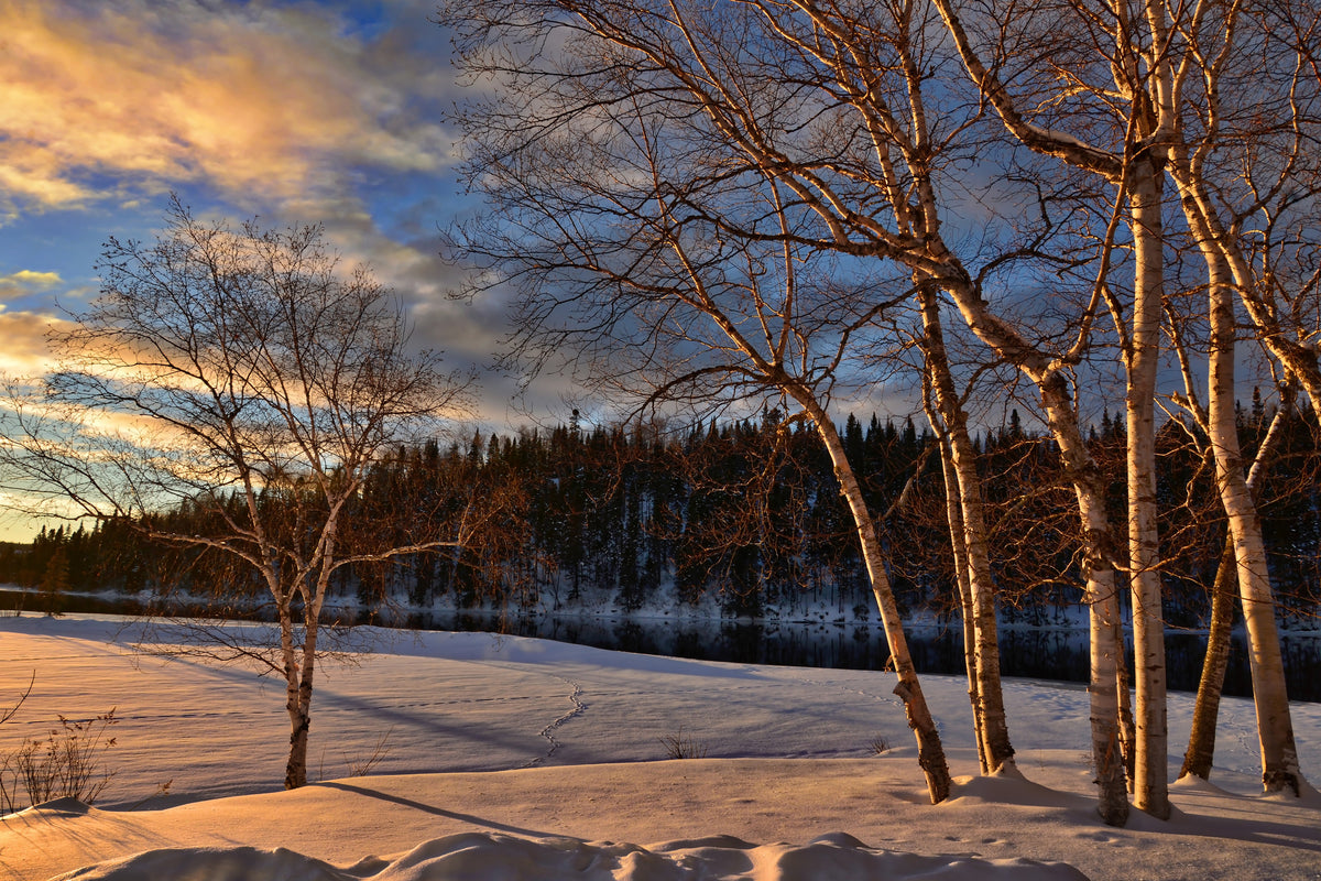 framedcanvas-print-birches-in-the-winter