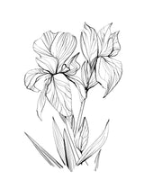 canvas-print-irises