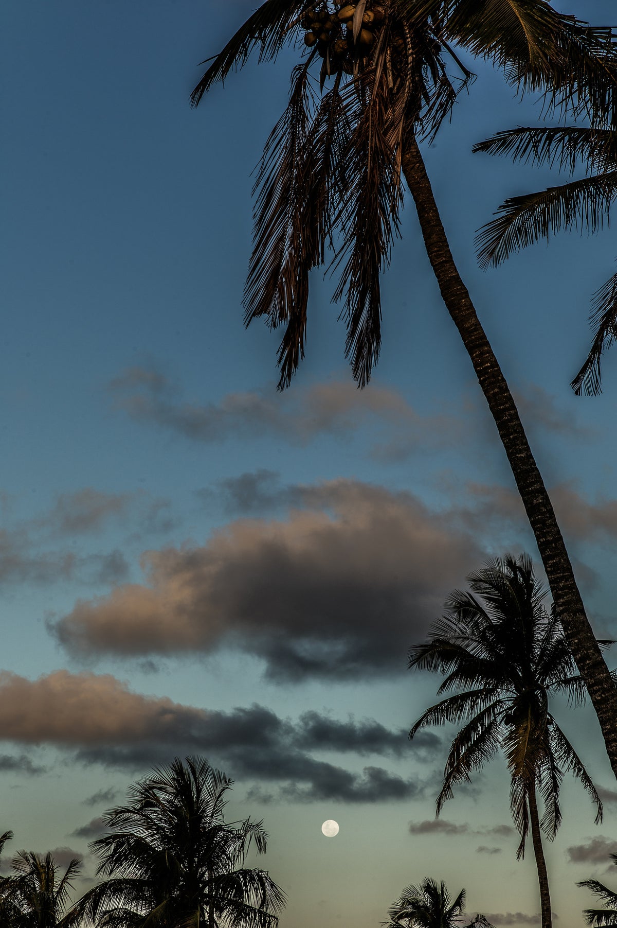 aluminium-print-serene-tropical-sunset-with-majestic-palm-trees