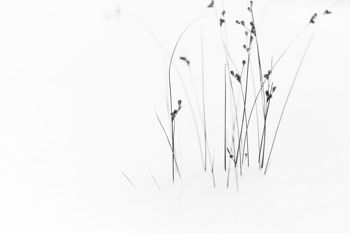framedposter-print-black-on-white