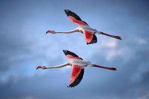 canvas-print-greater-flamingos-x
