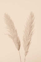 framedposter-print-pampas-grass-beige-01