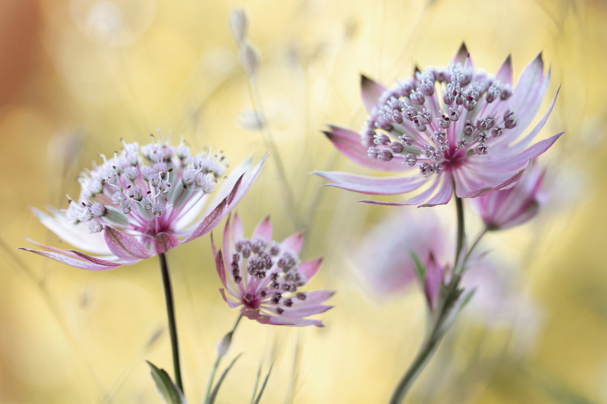framedposter-print-astrantia-major