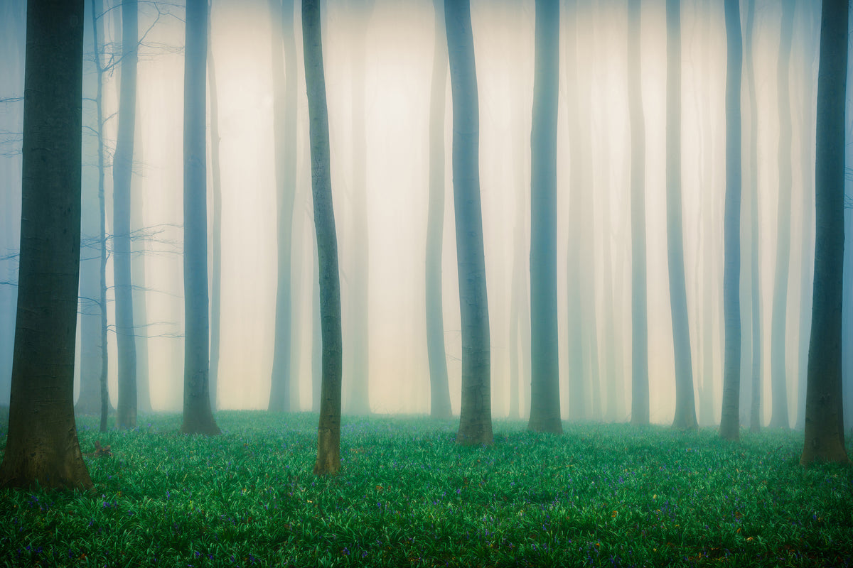 framedcanvas-print-daydreaming-of-bluebells-x
