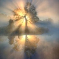 canvas-print-tree-of-light-x