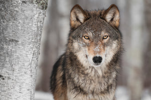 modern-3-piece-canvas-print-gray-wolf-in-winter