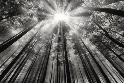 poster-print-to-the-light-2