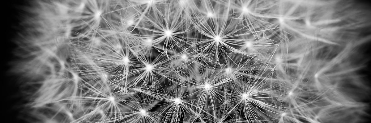 panoramic-3-piece-aluminium-print-dandelion-in-xxl-panorama