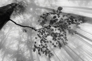 3-piece-canvas-print-breath-of-the-forest