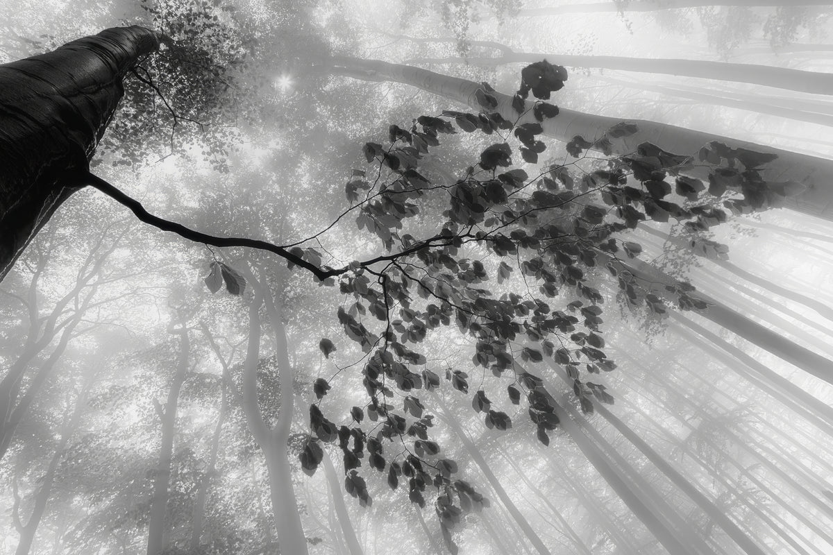 3-piece-canvas-print-breath-of-the-forest