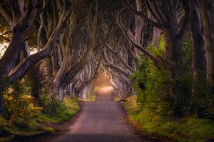 acrylic-print-the-glowing-hedges