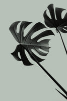 acrylic-print-monstera-teal-09