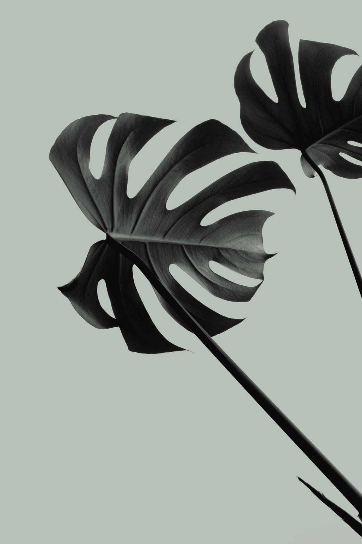 acrylic-print-monstera-teal-09