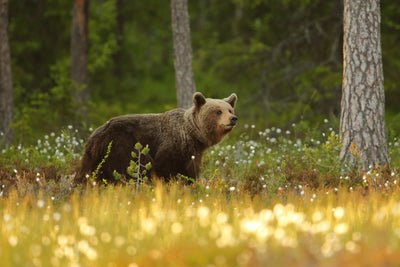 poster-print-brown-bear-x