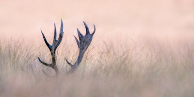 aluminium-print-hide-seek-hirschhorn