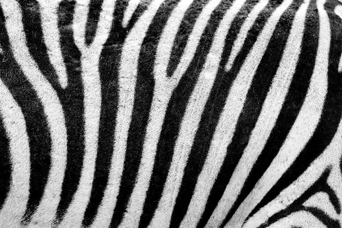 3-piece-canvas-print-strip-of-the-zebra
