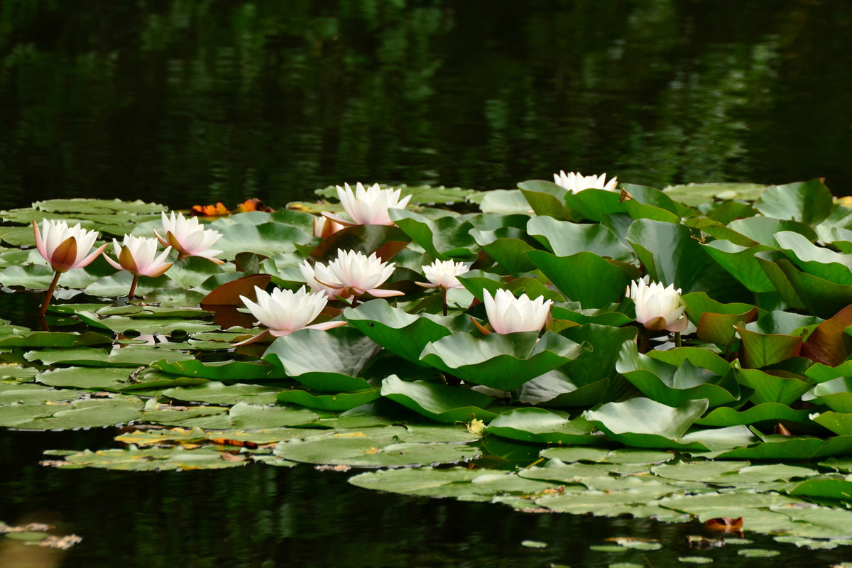 3-piece-canvas-print-a-field-full-of-water-lilies