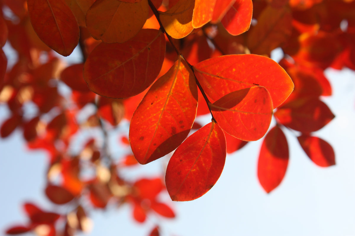 framedposter-print-red-leaves-xl