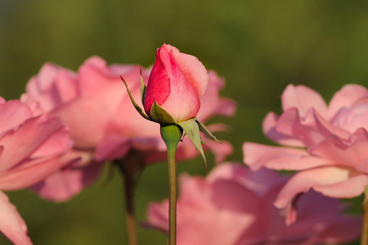 acrylic-print-the-rosebud