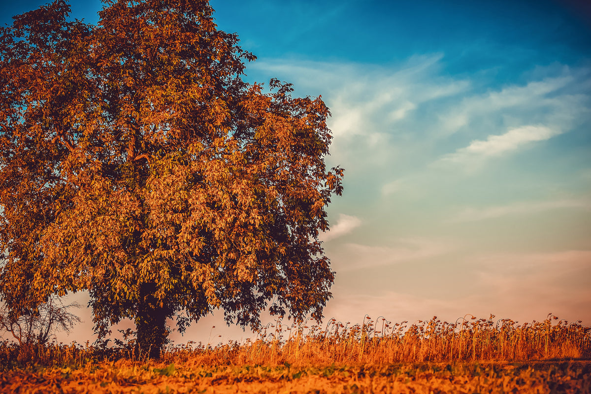 acrylic-print-the-nut-tree