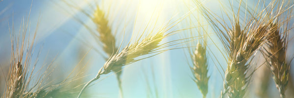 panoramic-canvas-print-king-of-cereals-panorama