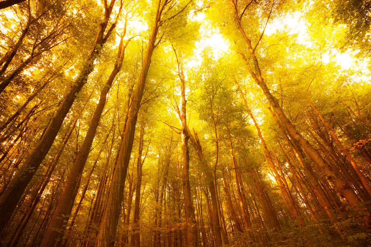 3-piece-canvas-print-autumn-forest