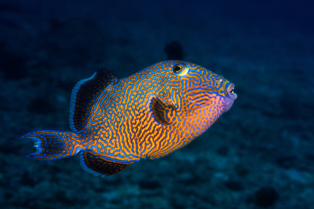 modern-3-piece-acrylic-print-blue-triggerfish