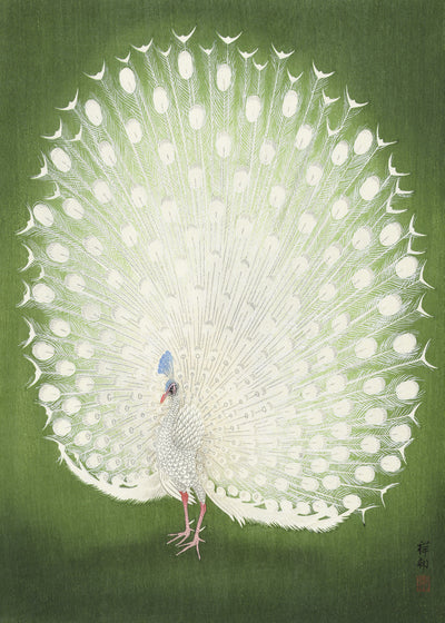 poster-print-peacock-50x70