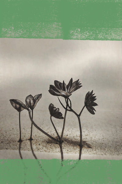 poster-print-vintage-flowers-no14