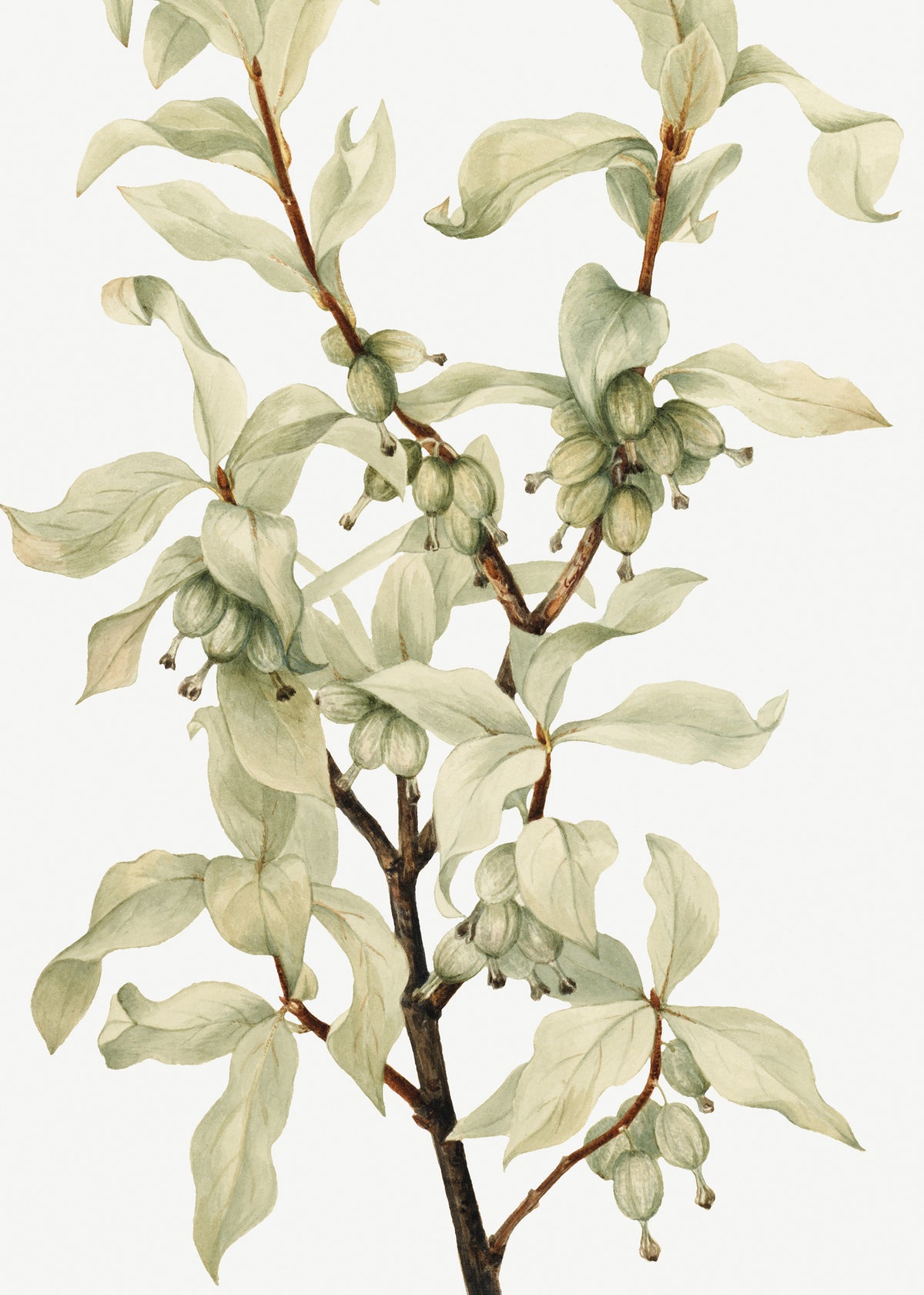 aluminium-print-silverberry-1922