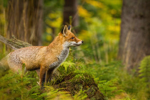 modern-3-piece-canvas-print-red-fox-in-the-forest