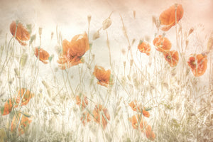 3-piece-aluminium-print-poppies-in-the-field
