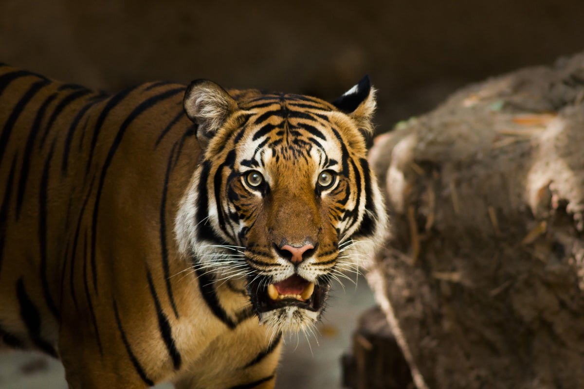 framedposter-print-sibirian-tiger