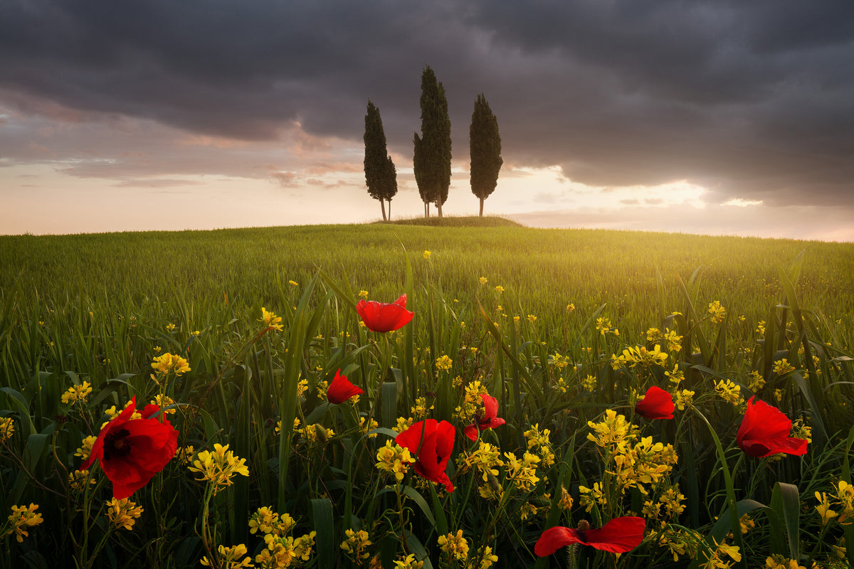 canvas-print-blooming-tuscany-x